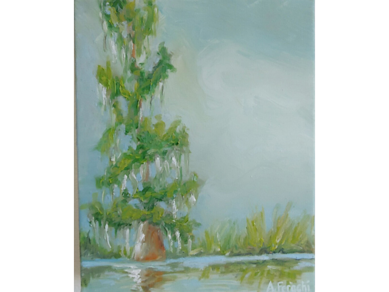 Small Summer Cypress 1